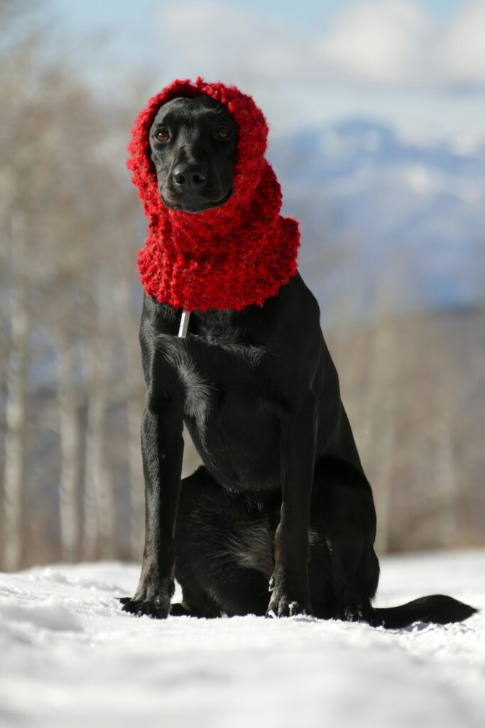 sachin and babi light blue dress What to Buy to Prepare your Dog for a Chicago Winter