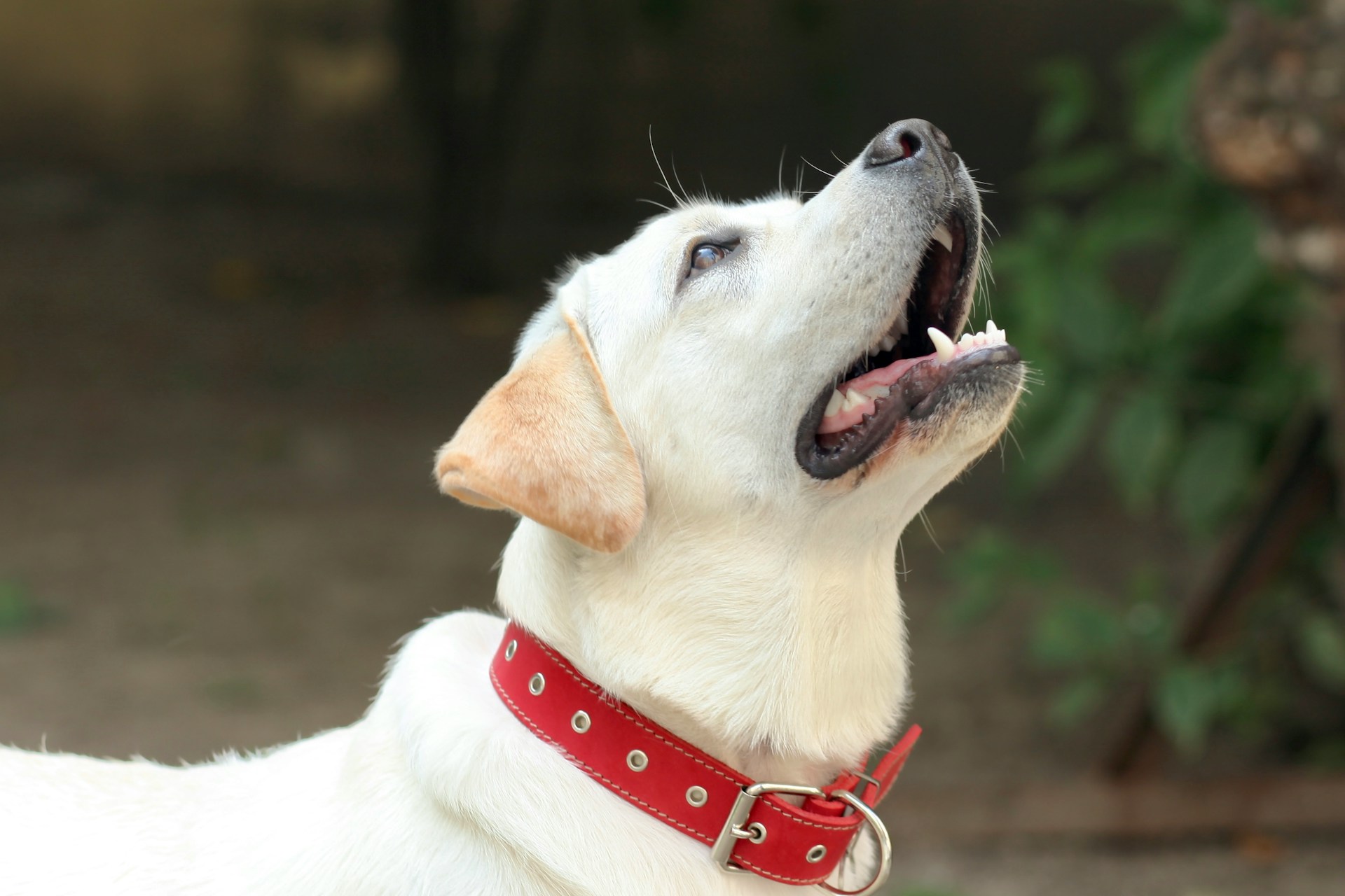 As dog parents become increasingly mobile, traveling for work, taking camping trips, or moving between properties, the limitations of traditional fencing have become impossible to ignore. GPS dog fences represent the next generation of pet safety, eliminating the need for physical barriers or buried wires while providing containment that travels wherever you go.