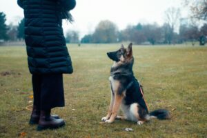 How to Use a Dog Training Collar Safely and Effectively