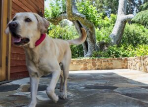 Halo Collar: The Complete Guide to Comprehensive Safety Features for Modern Pet Management