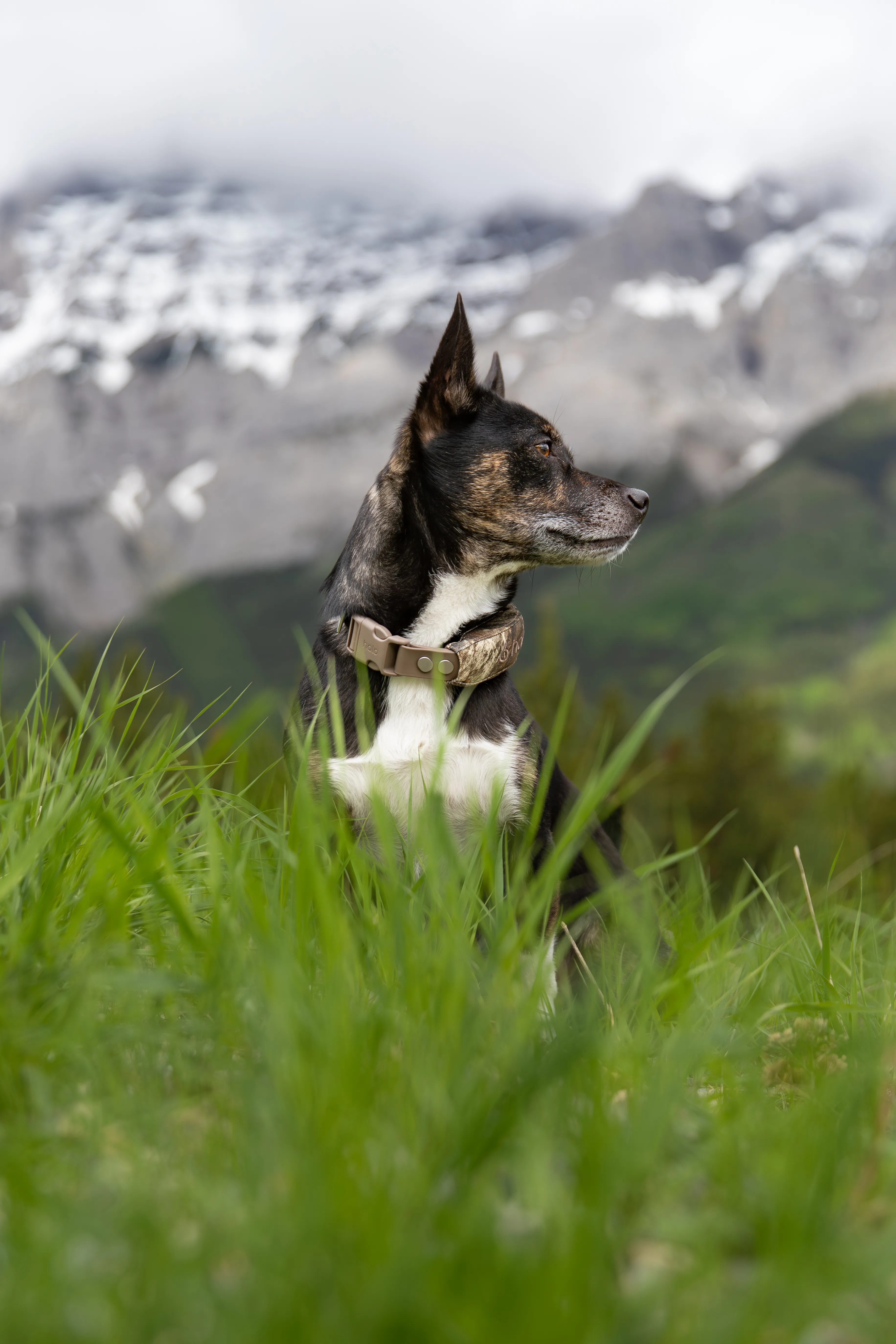 Dog wearing a Halo Collar in a mountain meadow