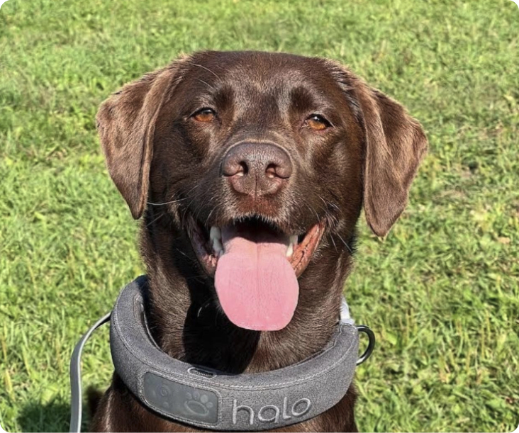 Cat activity tracker