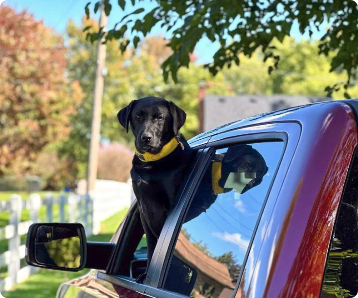 Bird activity tracker