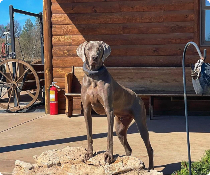 Bird activity tracker