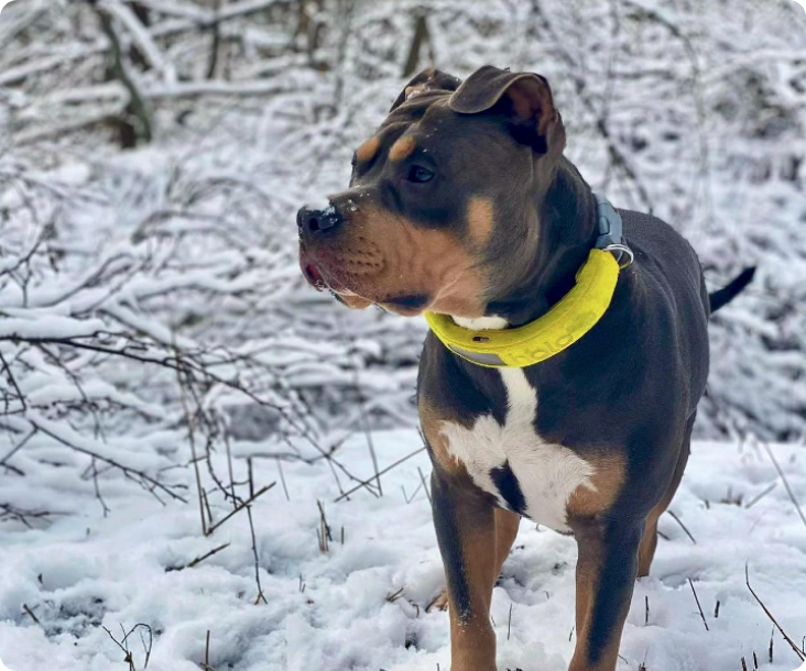 Bird activity tracker