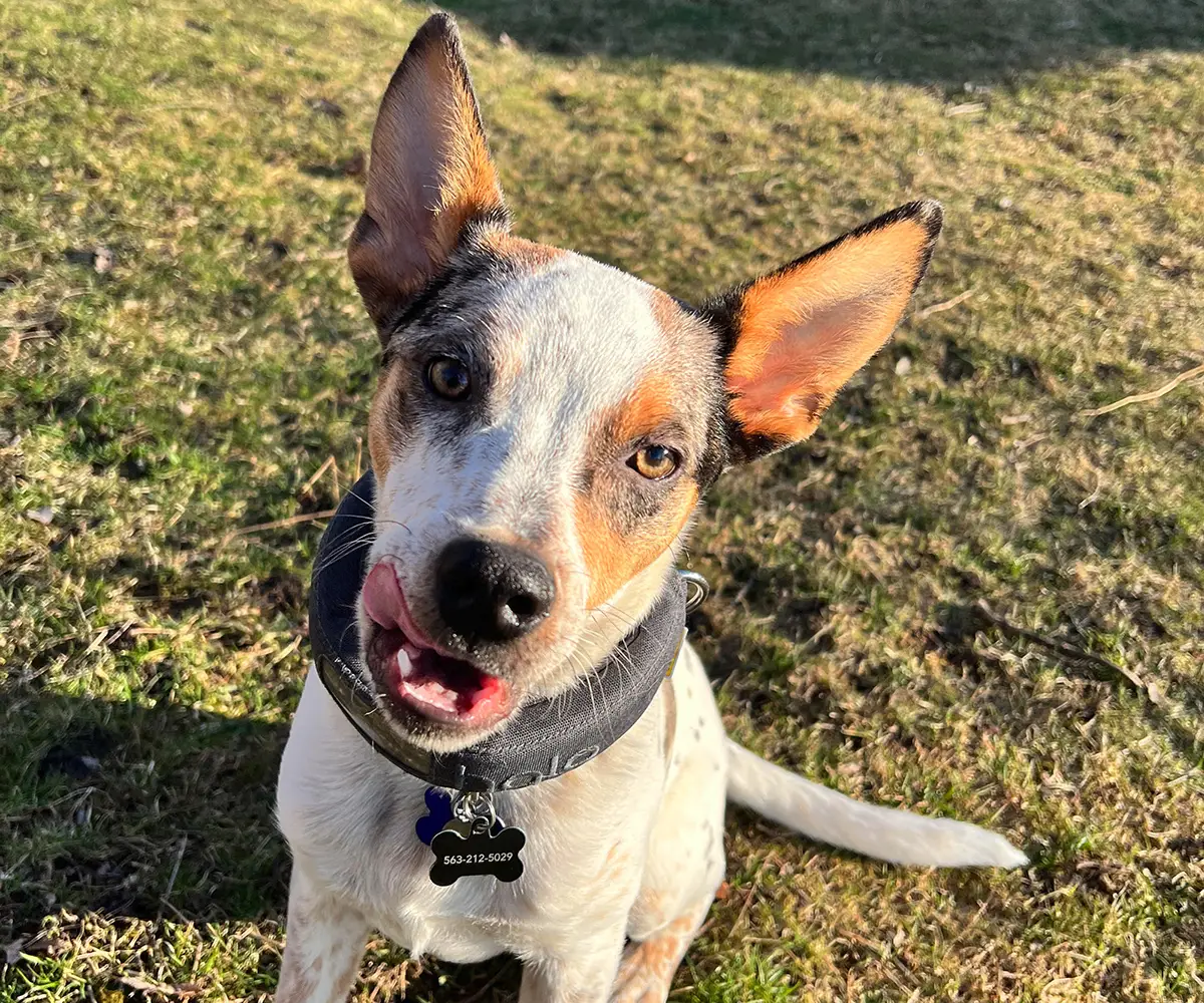 Dog activity tracker