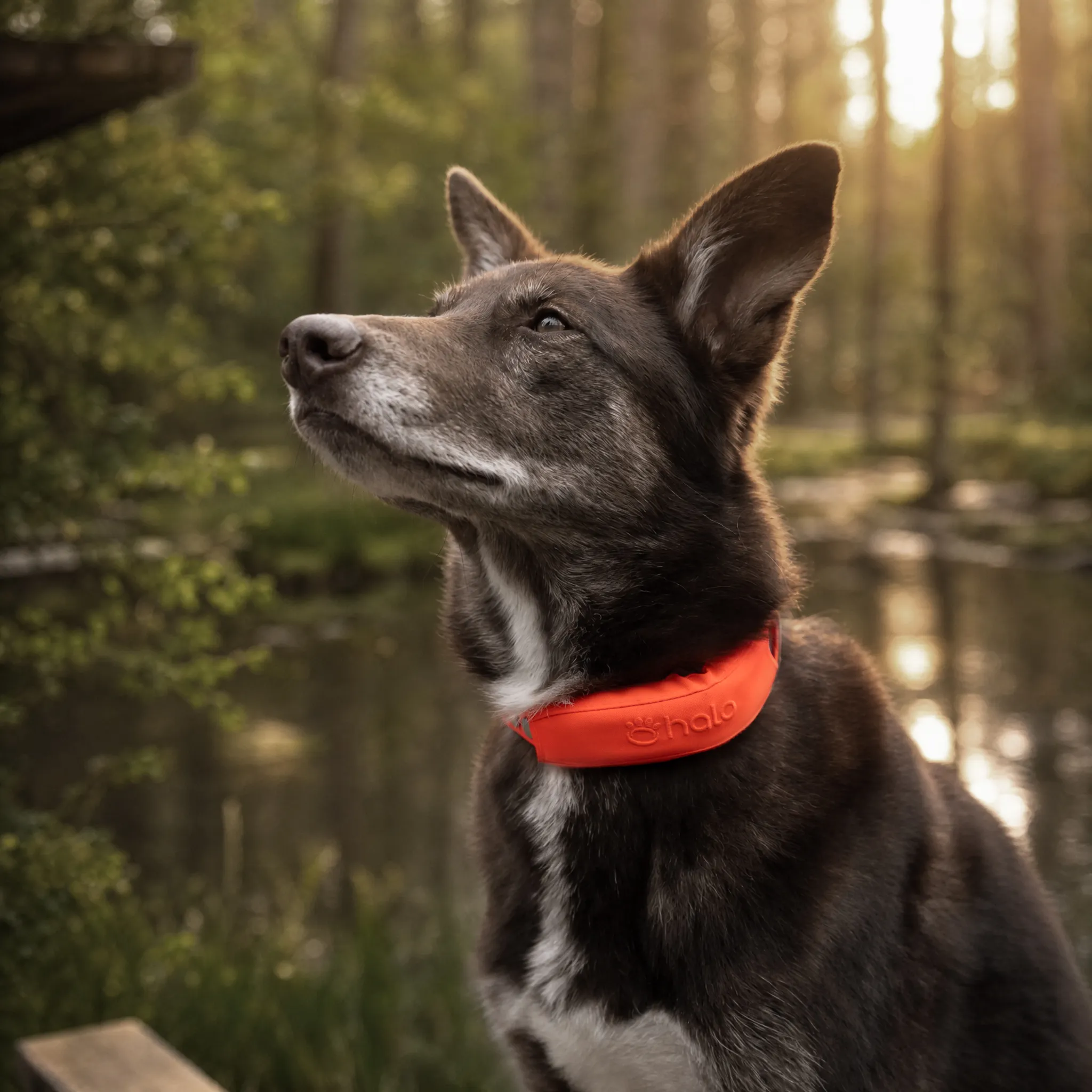 Blaze collar on dog