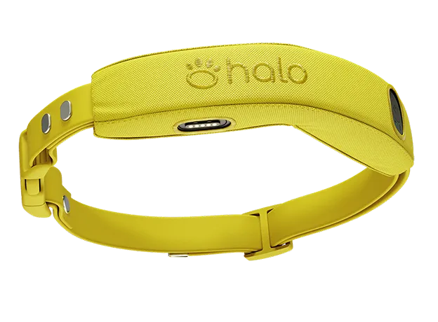 Halo Collar 4