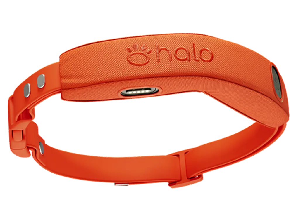 Halo Collar 4