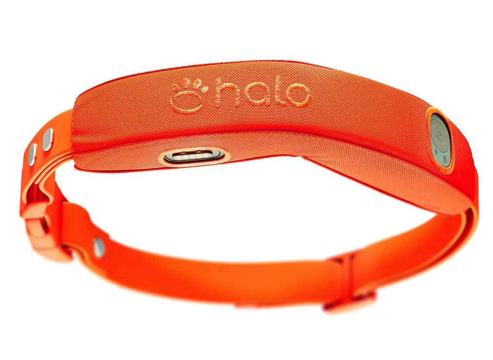 Halo Collar 5 in the color Blaze