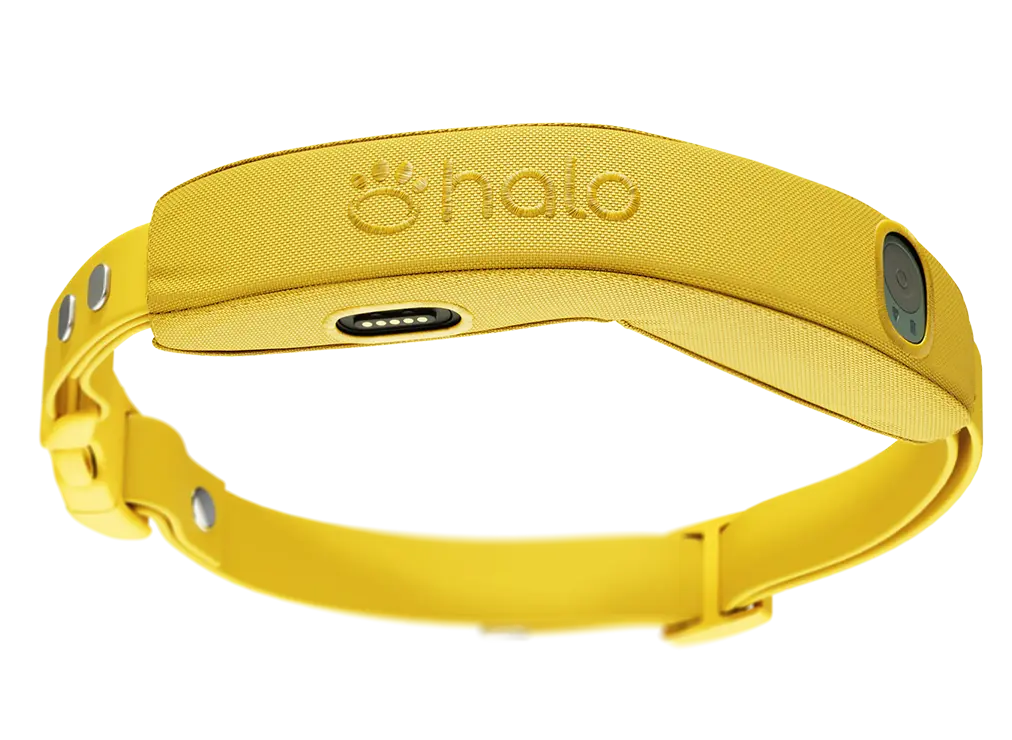 Halo Collar 5 in the color Sunburst