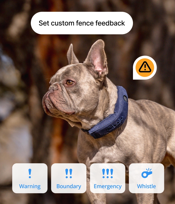 2 dogs wearing Halo collar on a trail