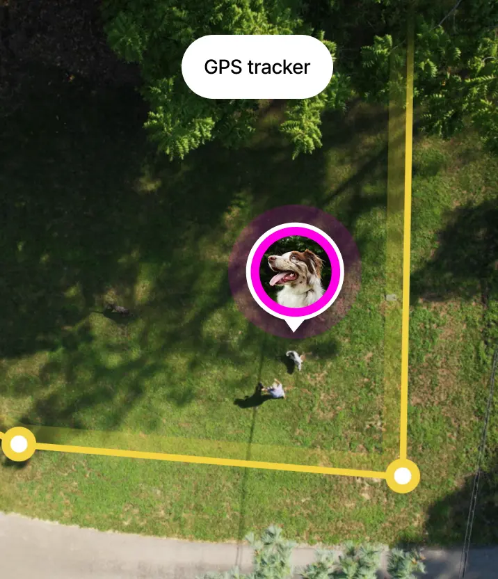 2 dogs wearing Halo collar on a trail