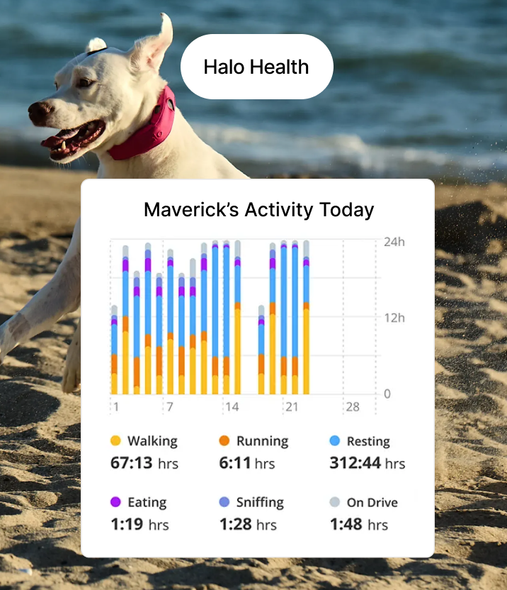 2 dogs wearing Halo collar on a trail