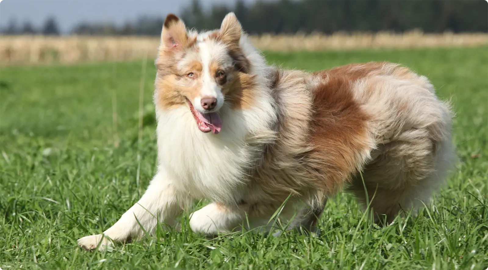 Australian Shepherd in action