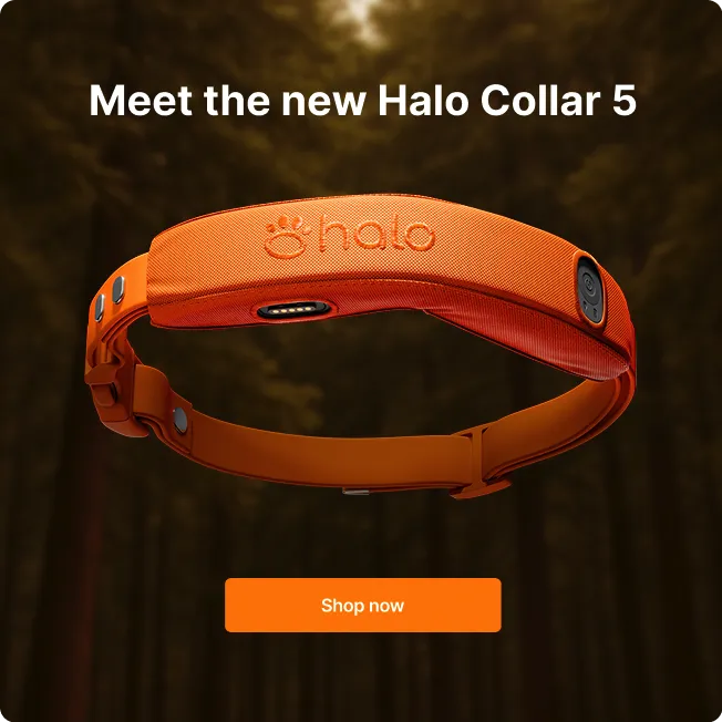 Halo Collar 3