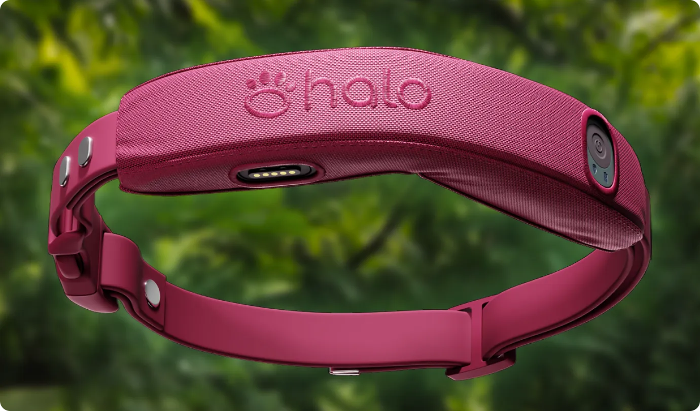 Halo Collars