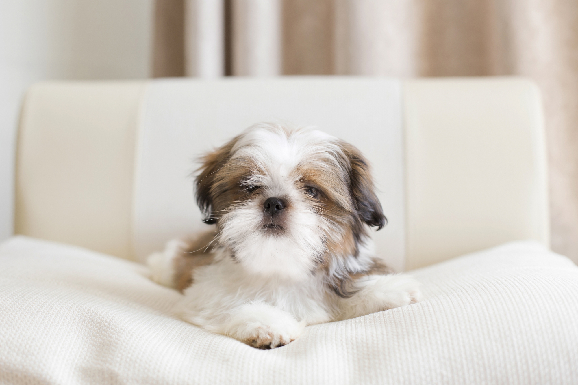Shih Tzu in action