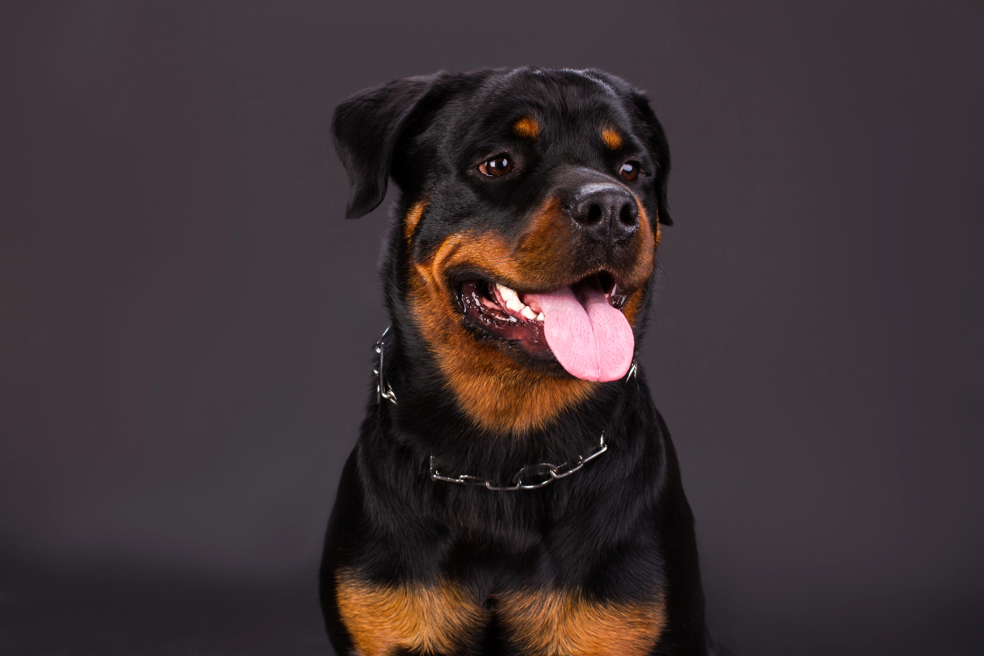 Rottweiler in action