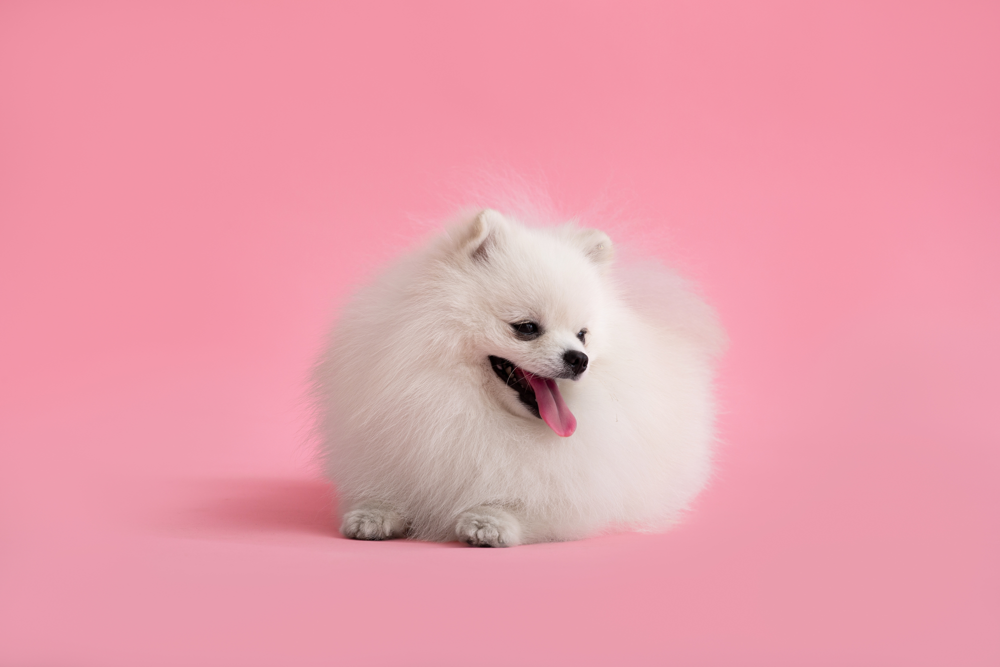 Pomeranian in action