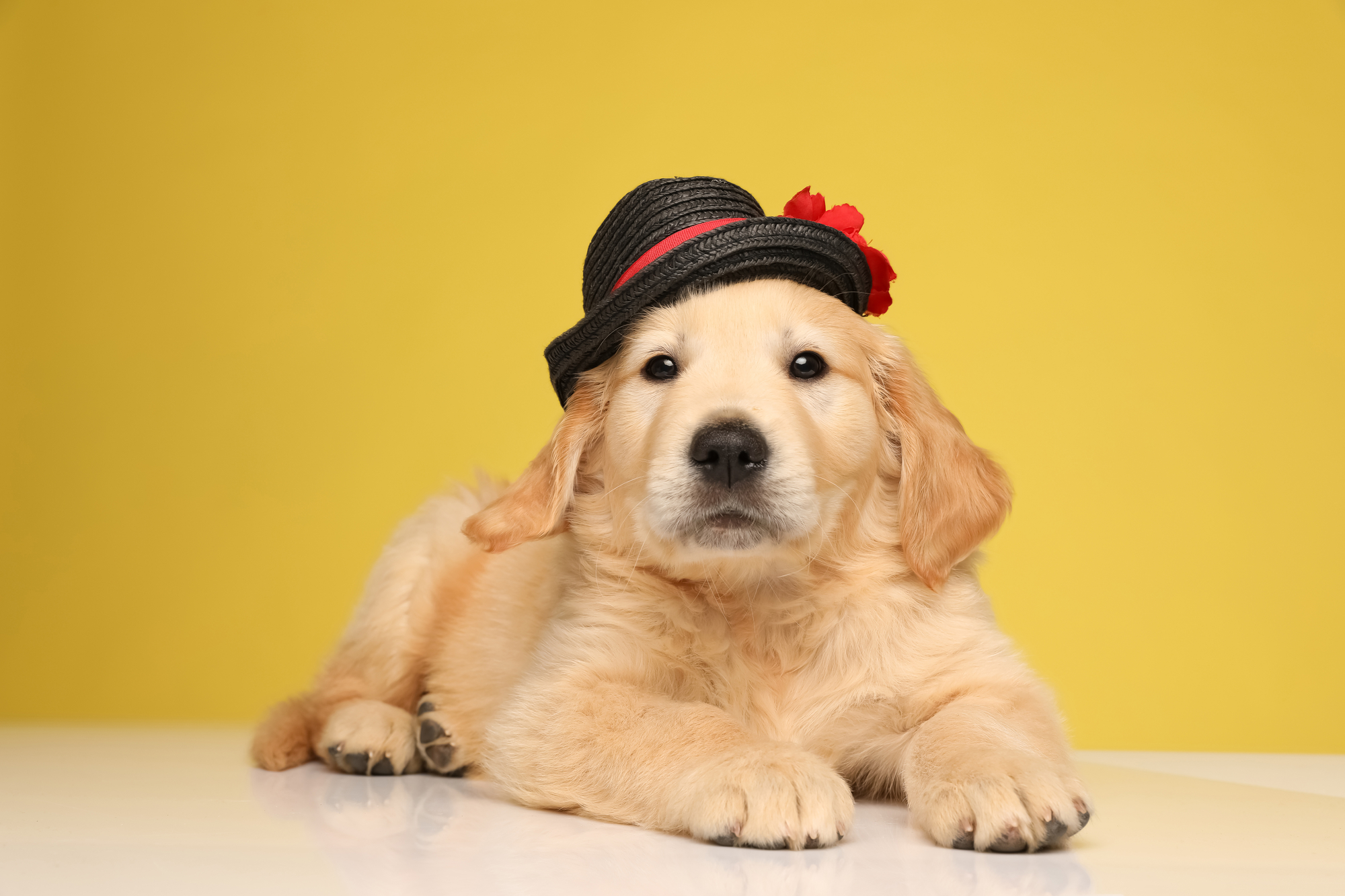 Golden Retriever in action
