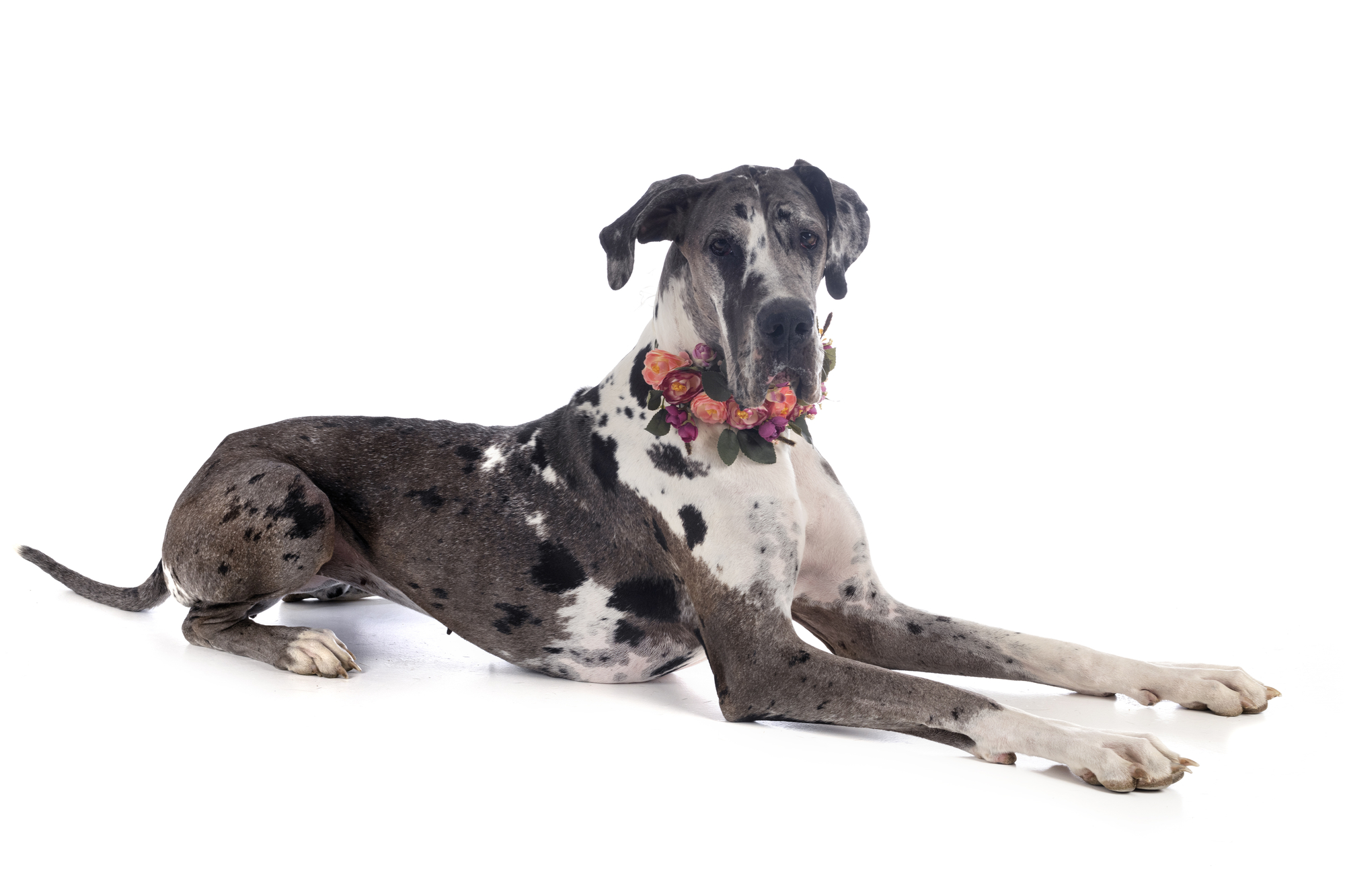 Great Dane in action
