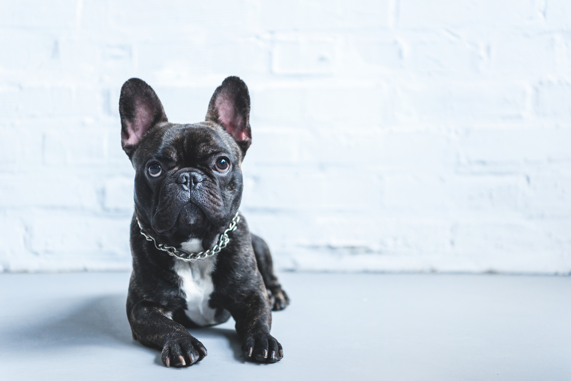 French Bulldog in action