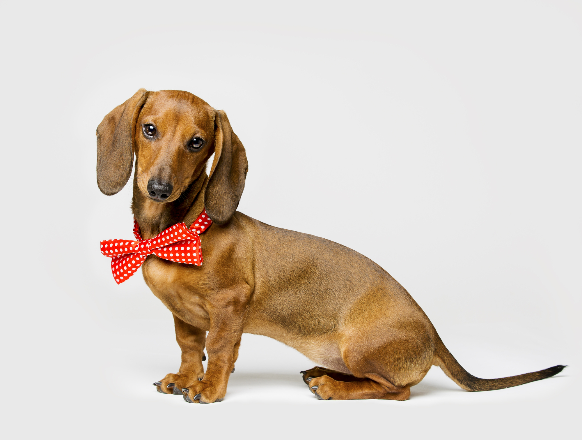 Dachshund in action