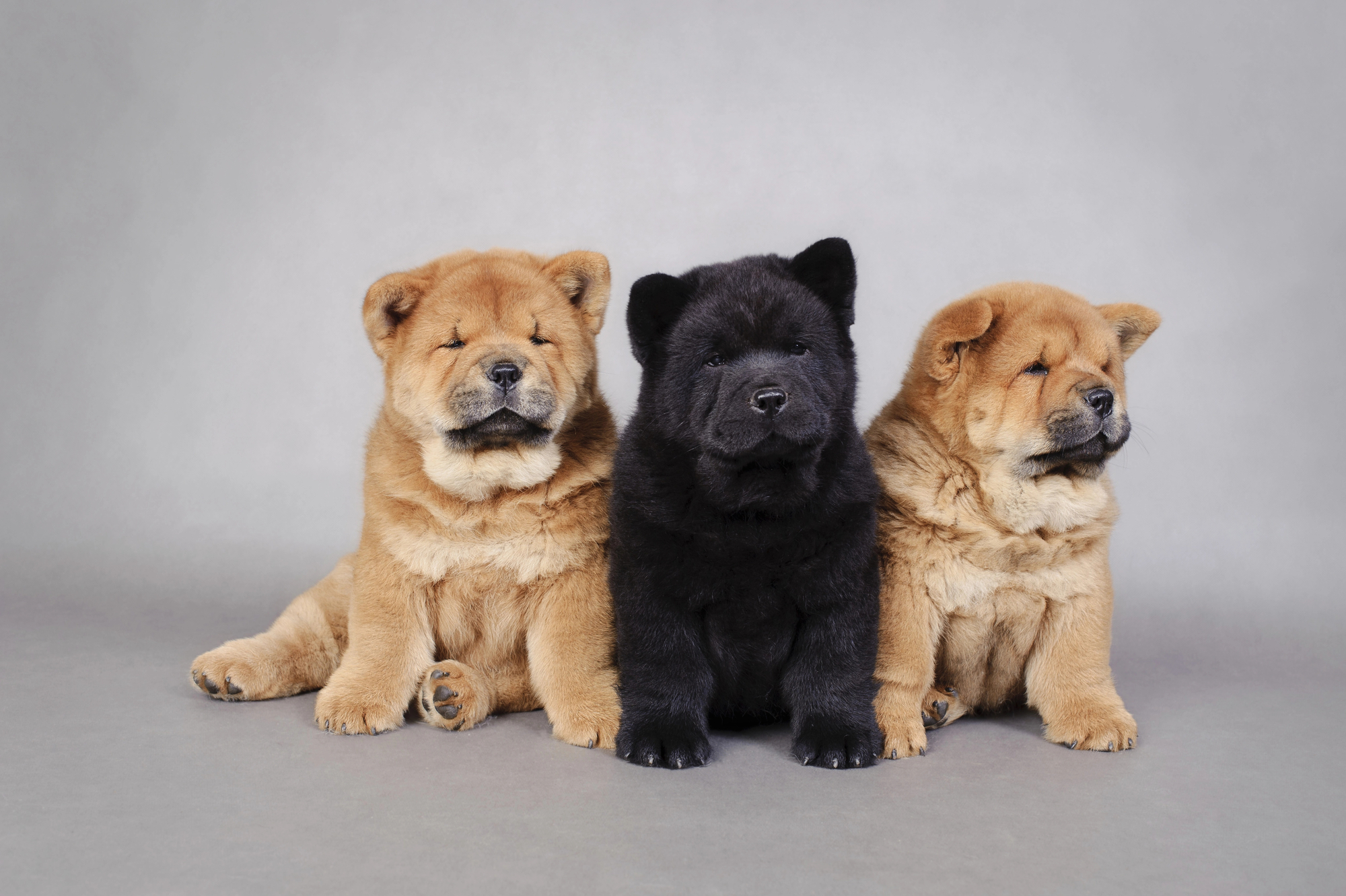 Chow Chow in action
