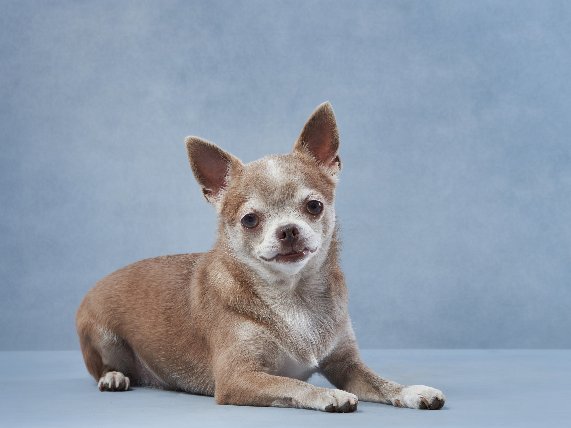 Chihuahua in action