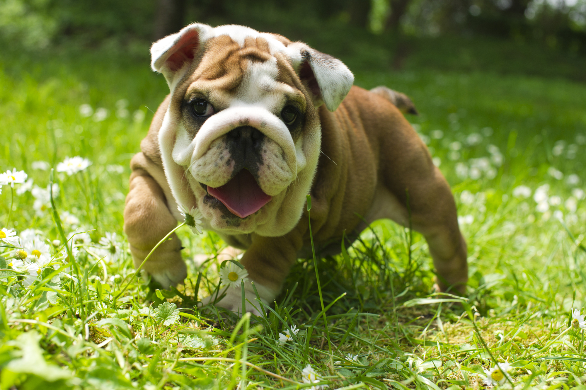 Bulldog in action