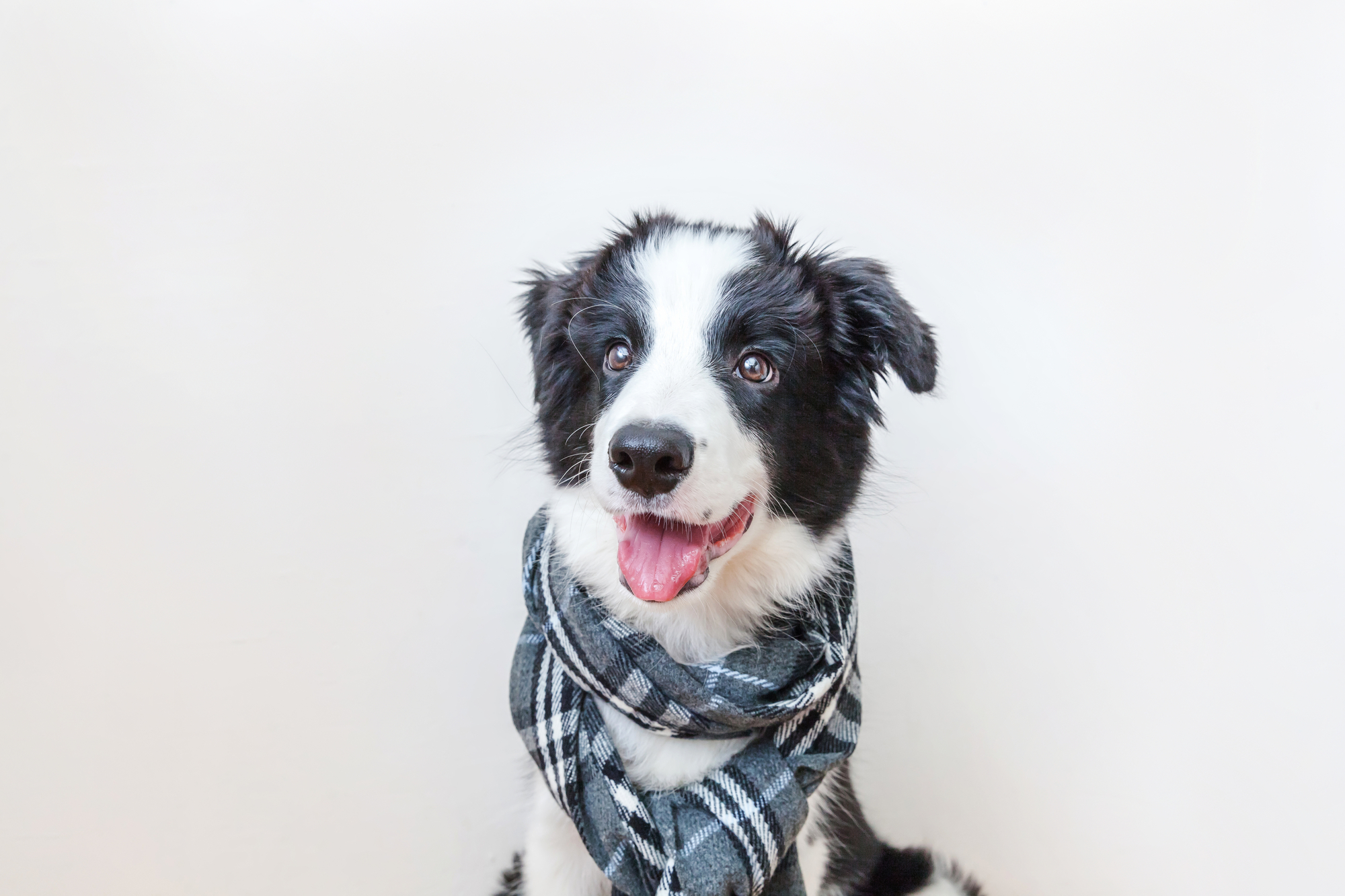 Border Collie in action
