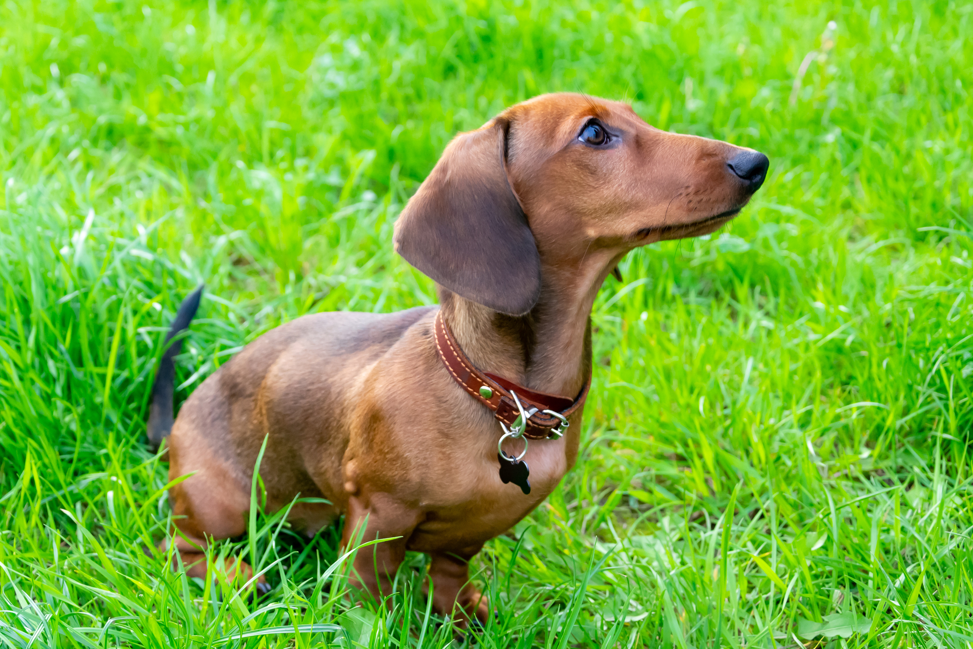 A brown Dachshund sitting in grass