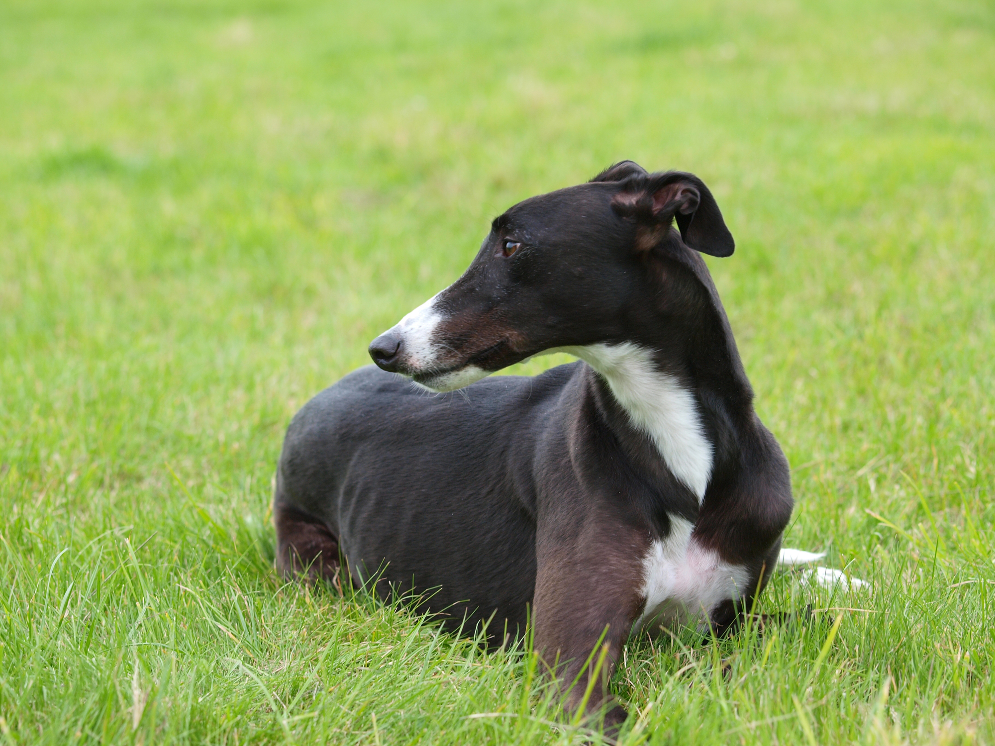 Greyhound in action