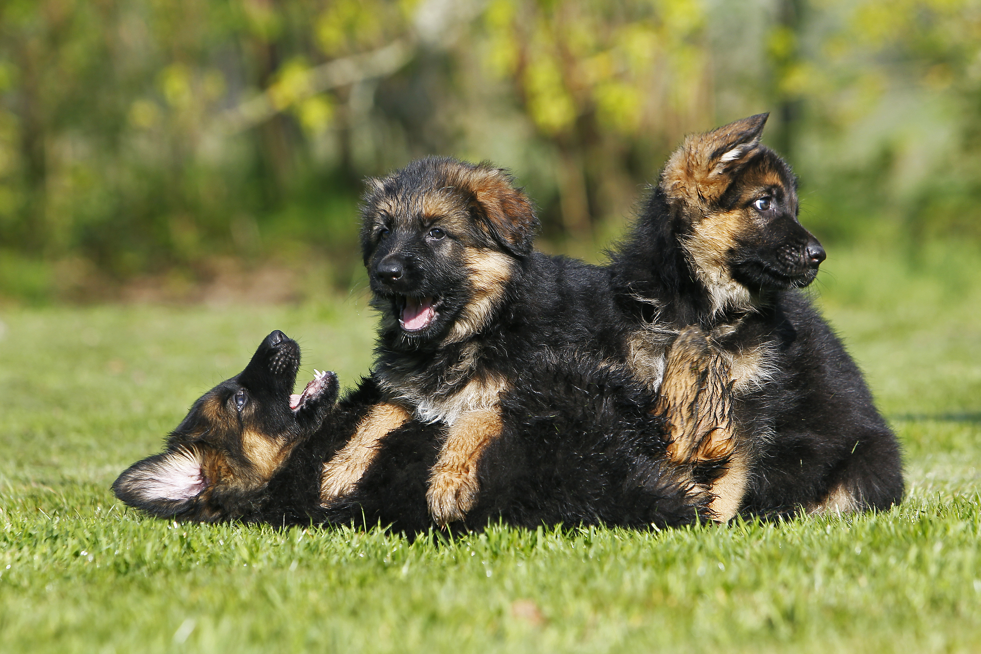 German Shepherd in action