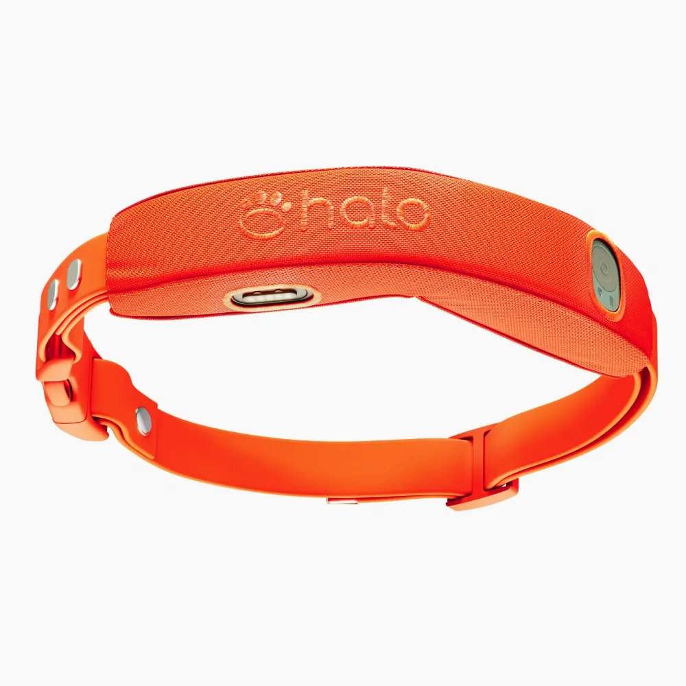 Halo Collar 4 Blaze GRAPHITE